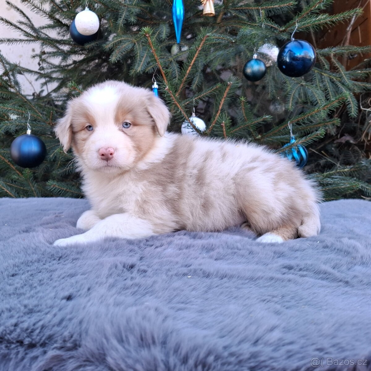 Australský ovčák s PP - 13