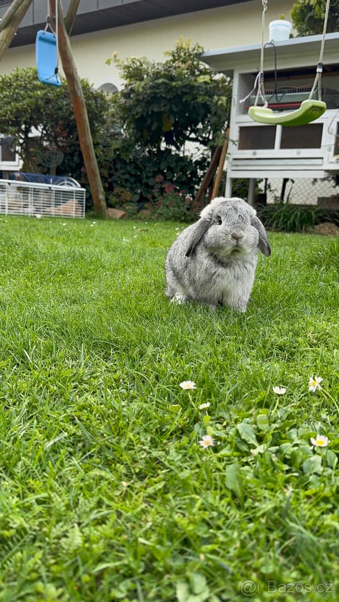 Minilop zakrslý králíček - 13