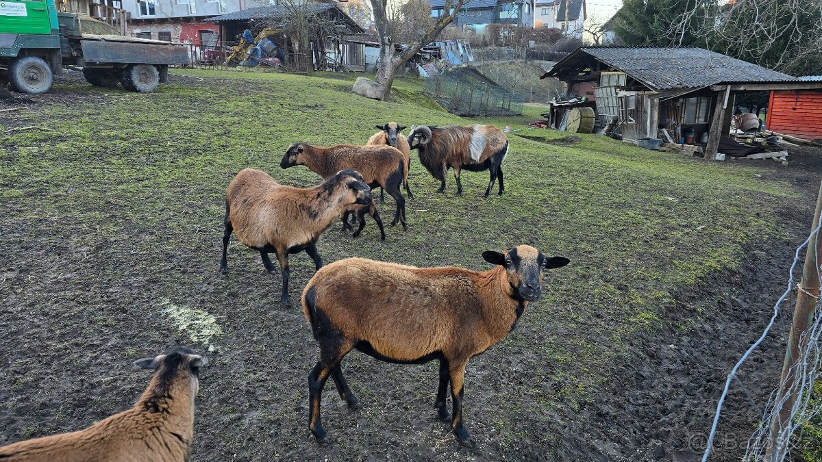 Kamerunské ovce - hobby chov - 13