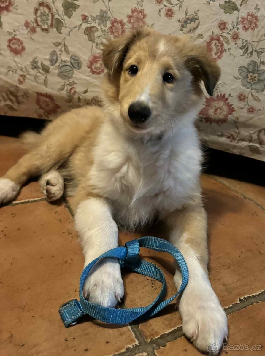 Štěně kolie hledá milující domov - 13