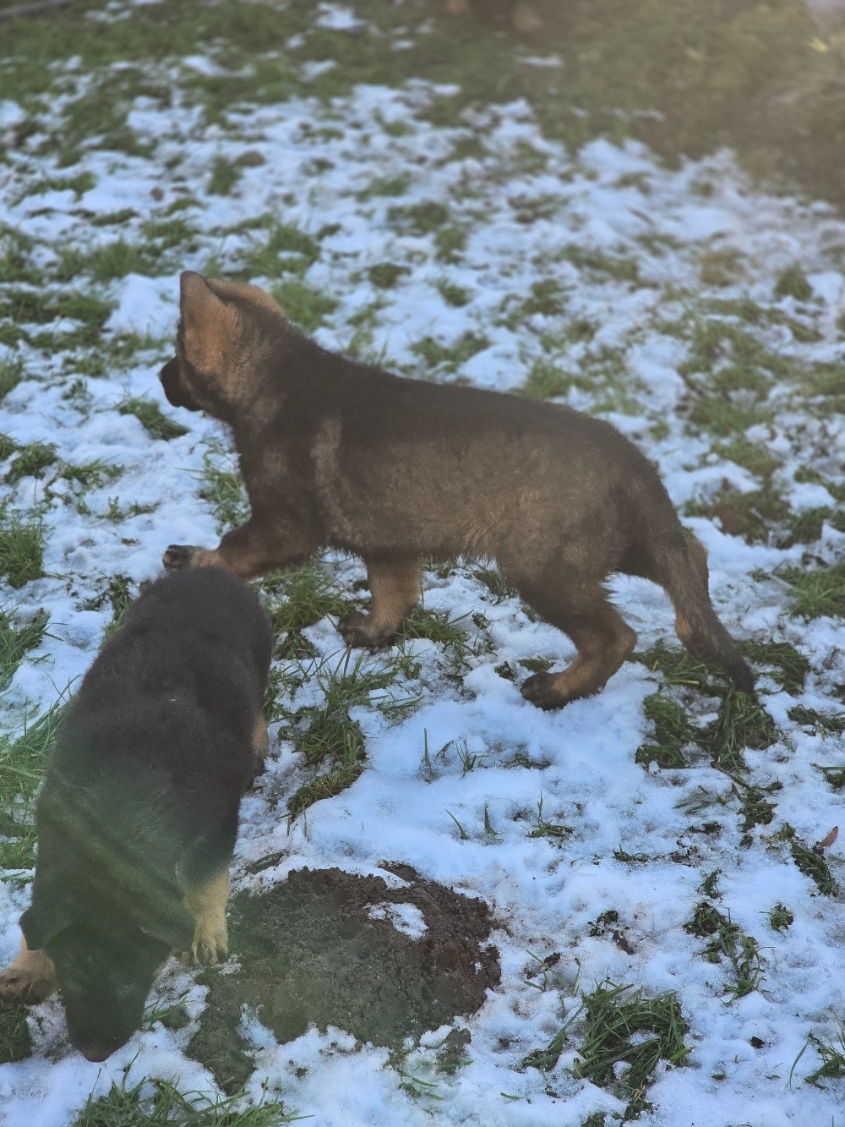 nemecký ovčak - 13