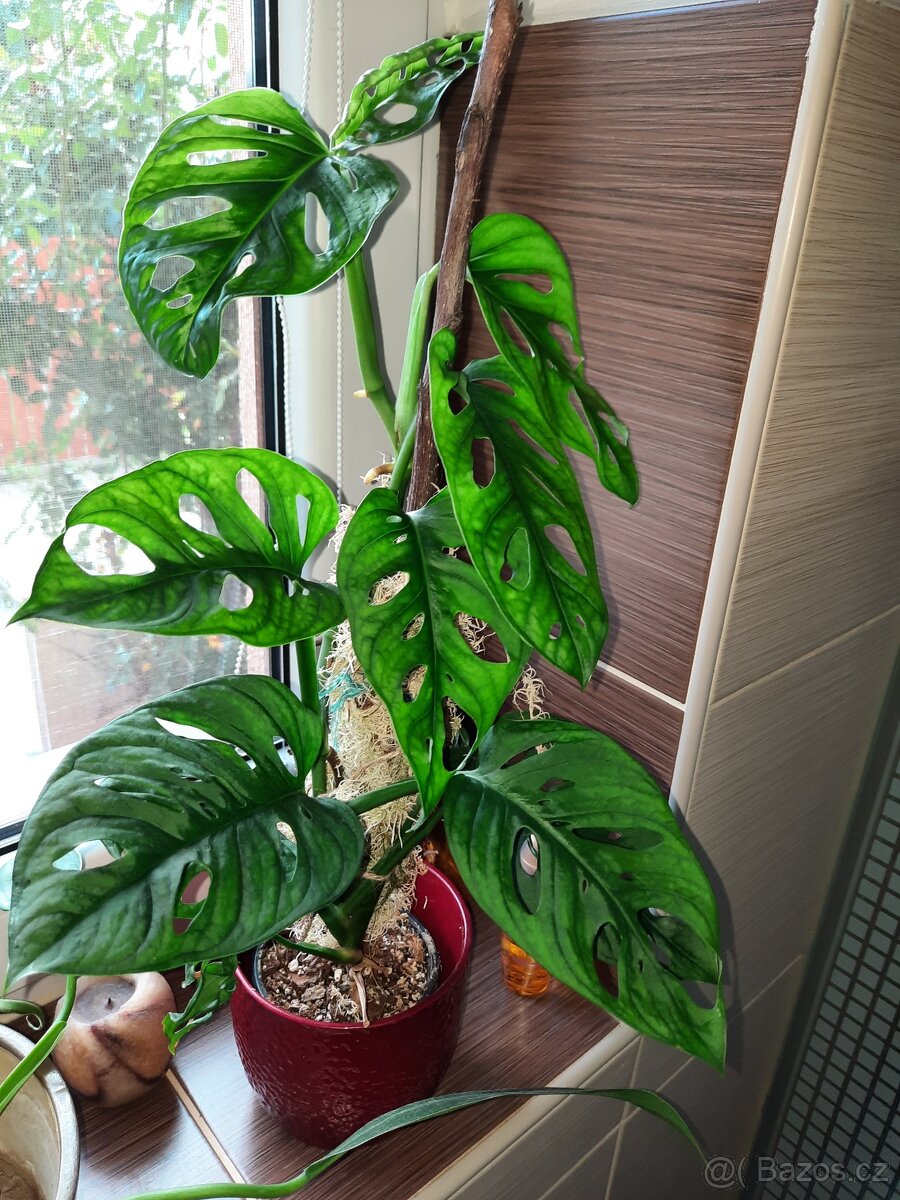 Sada rozkořeněných řízků - monstery, philodendrony, synga - 13
