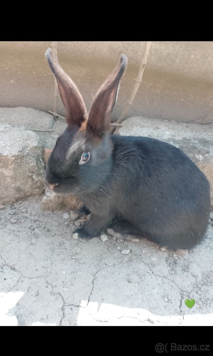 Mazlivý králíčci na prodej - 13