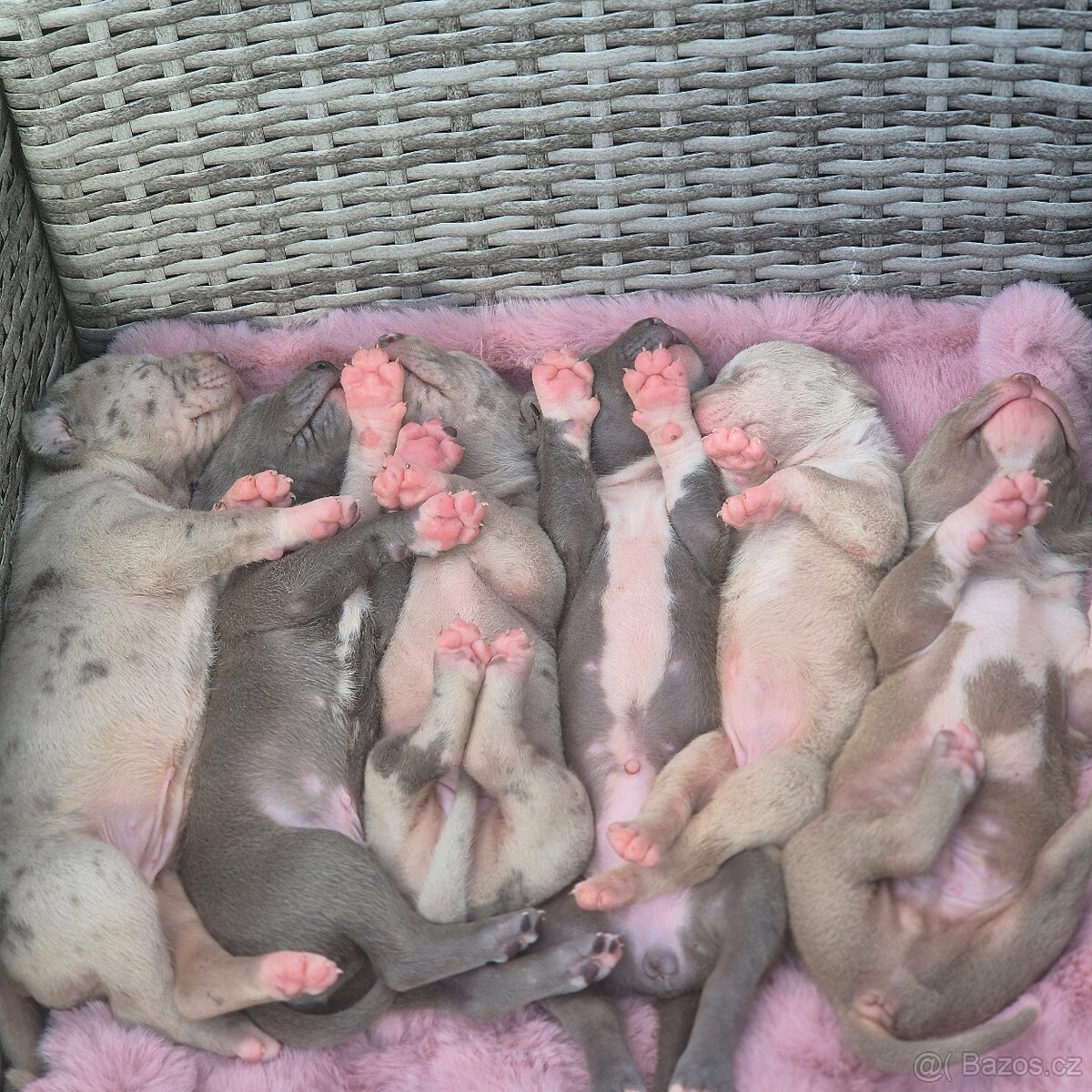 American bully xl - 13