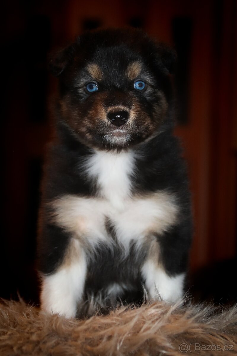 Australských ovčák s PP - 13