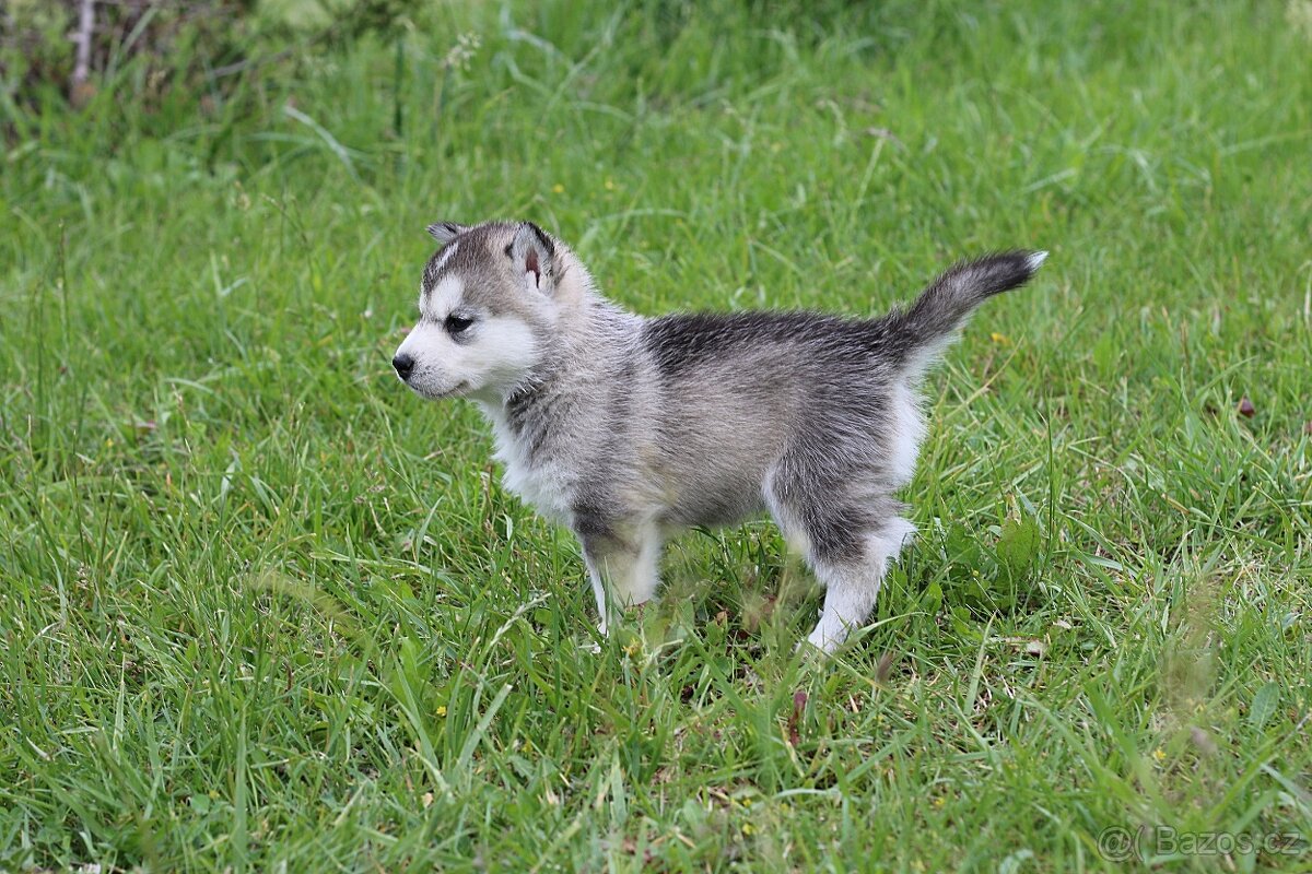 Sibiřský Husky - 13