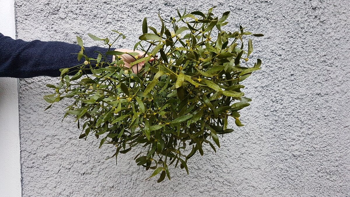 Prodám krásné jmelí na dekorace, do kytic apod. - 13