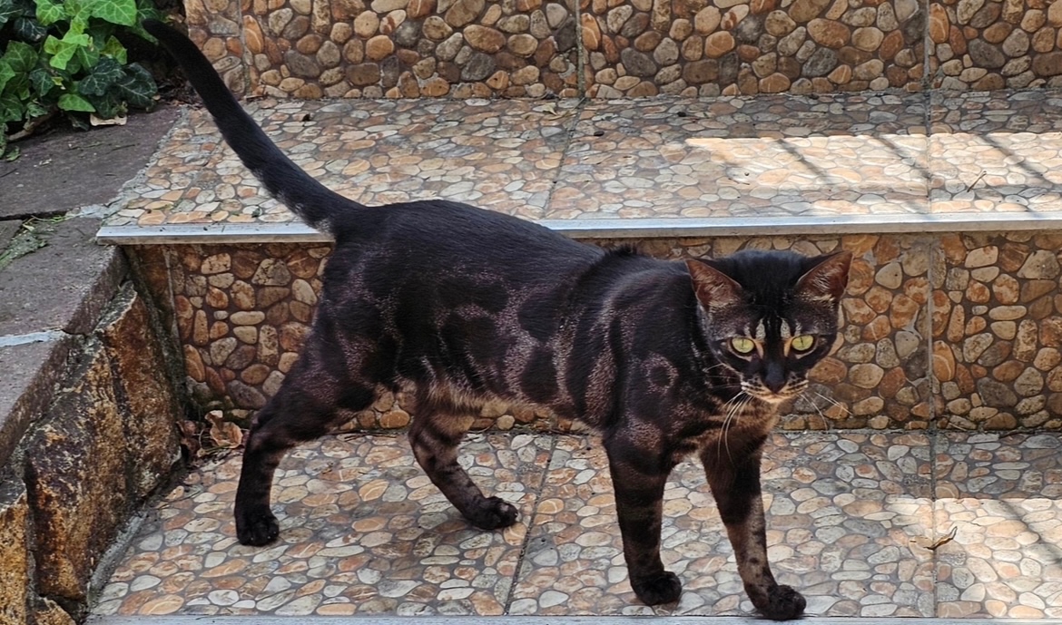 Bengálská kočka,bengálské kotě - 13