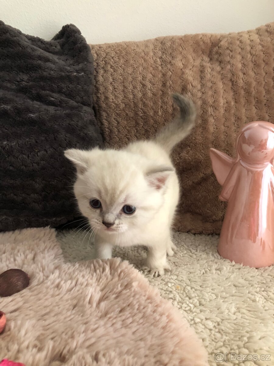 Čistokrevná britská krátkosrstá koťata po rodičích s PP - 13