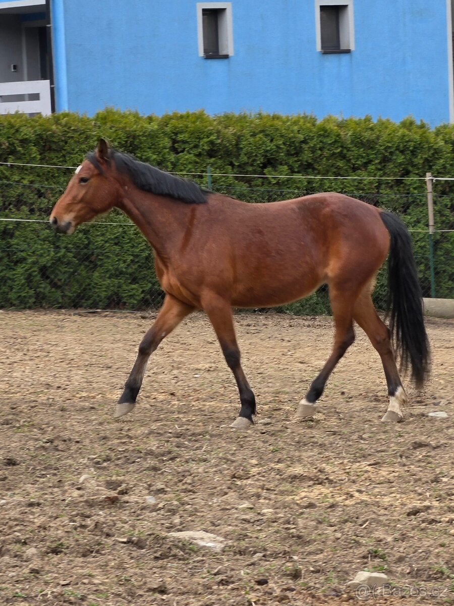 Klisna po ČSP Olly - 13