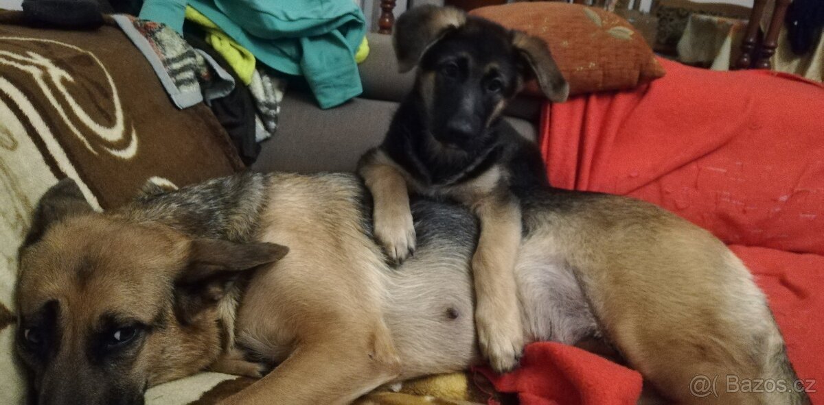 Nemecky ovčák typu Rex(štěňata) - 13