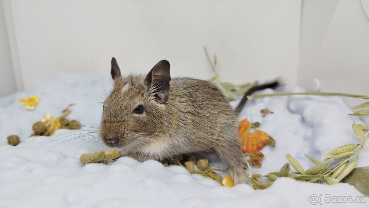 Osmák degu, Osmáci - SAMEČCI - 13