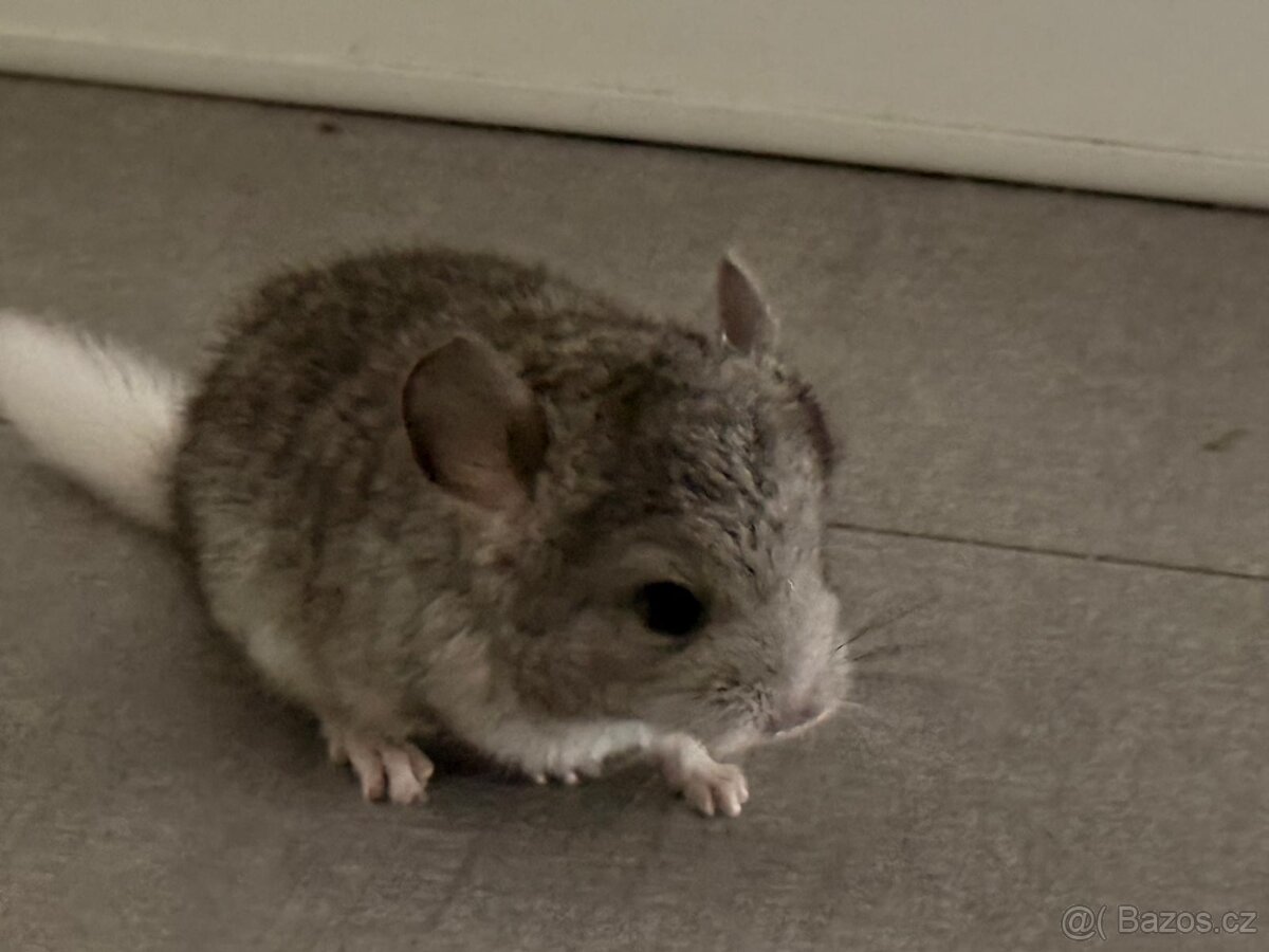 Činčila mládě samičky - 13