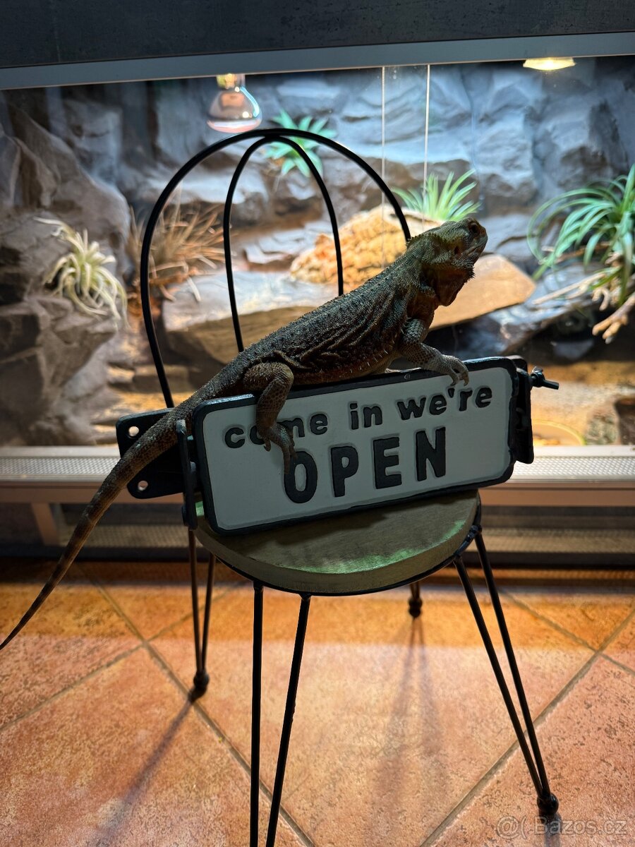 Agama vousatá samička - 13