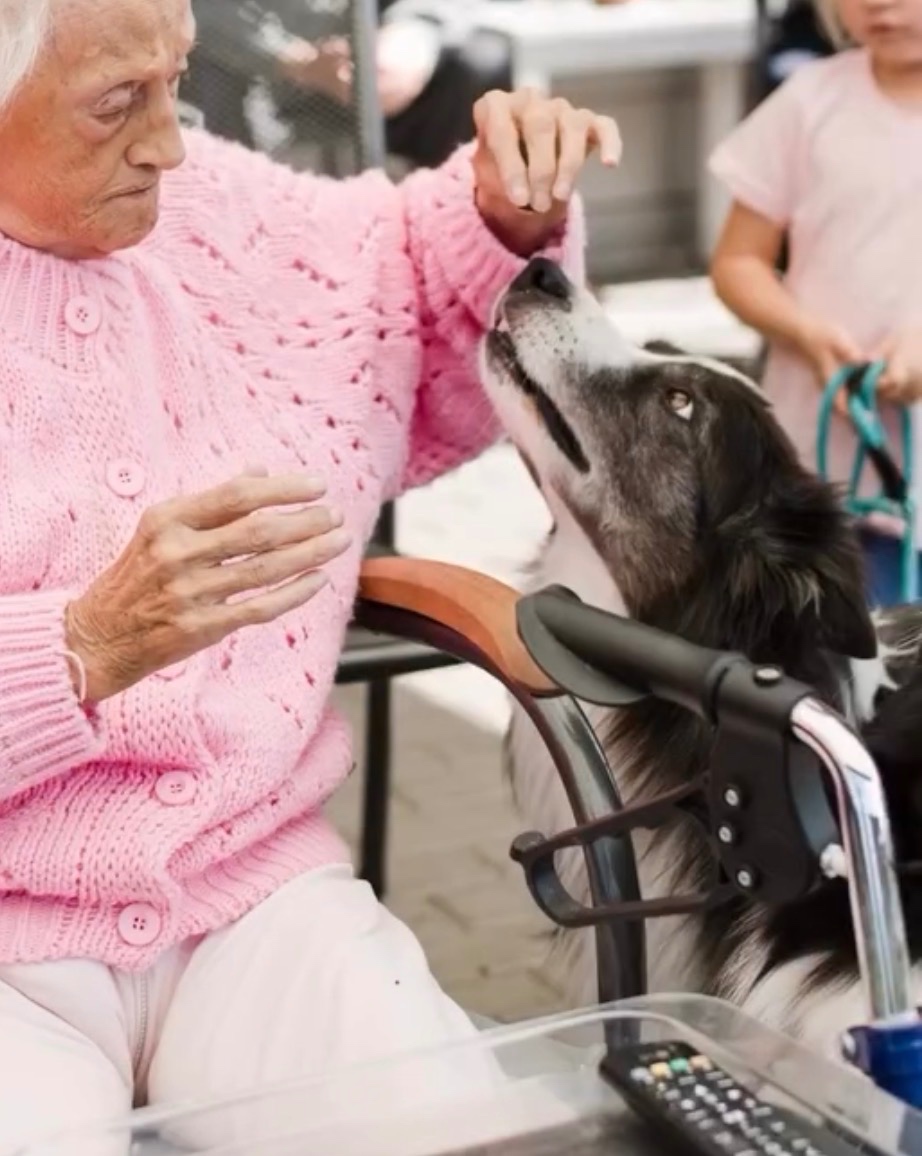 Border kolie s PP, štěňátka - 13