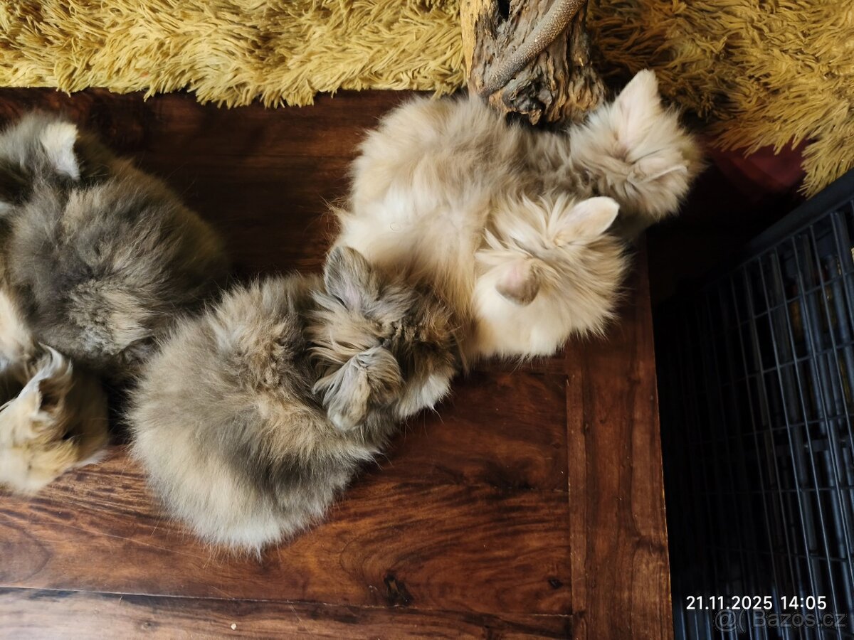 Teddy králíčci zakrslí dlouhosrstí - 13