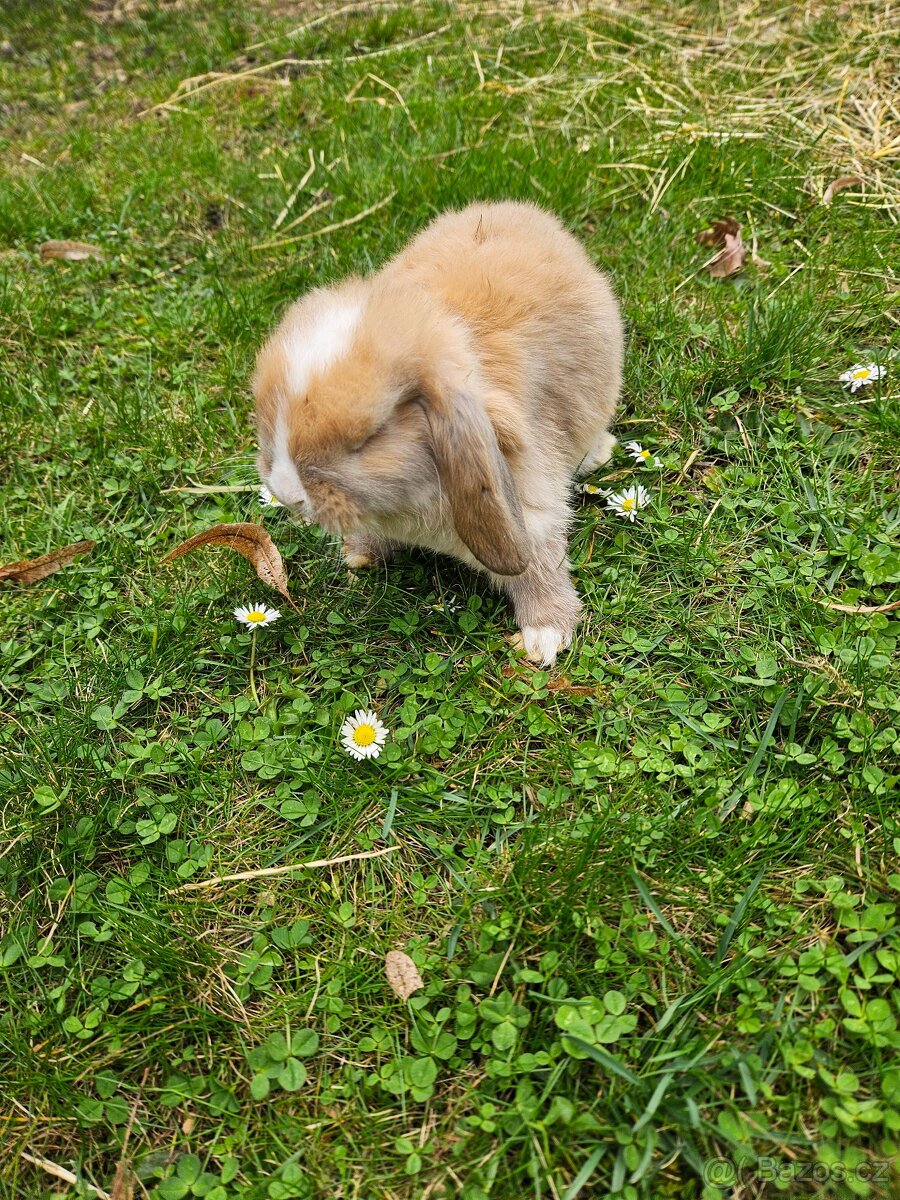 Zakrslý králík - 13