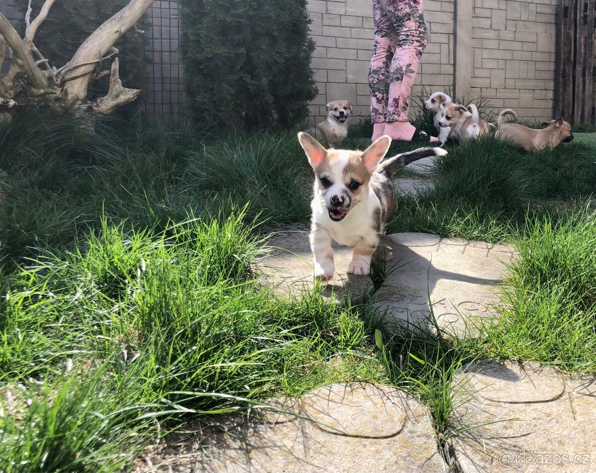 Štěně - kříženec - 13