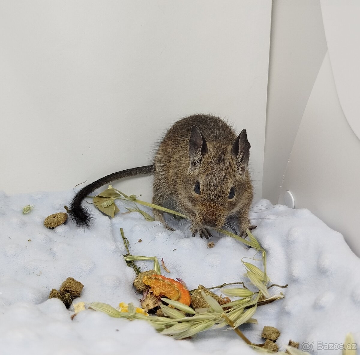 Osmák degu, Osmáci - SAMIČKY - 13