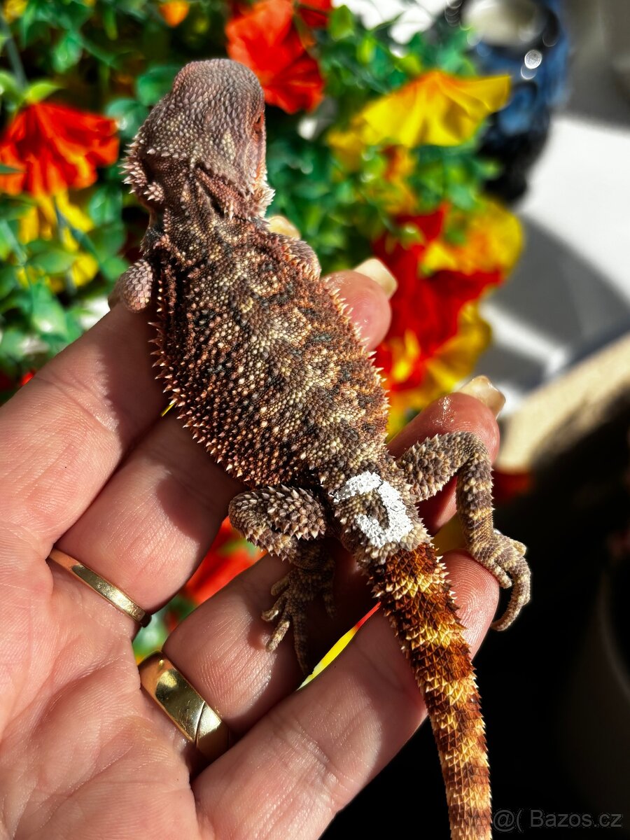 Agama vousata samicky - 13