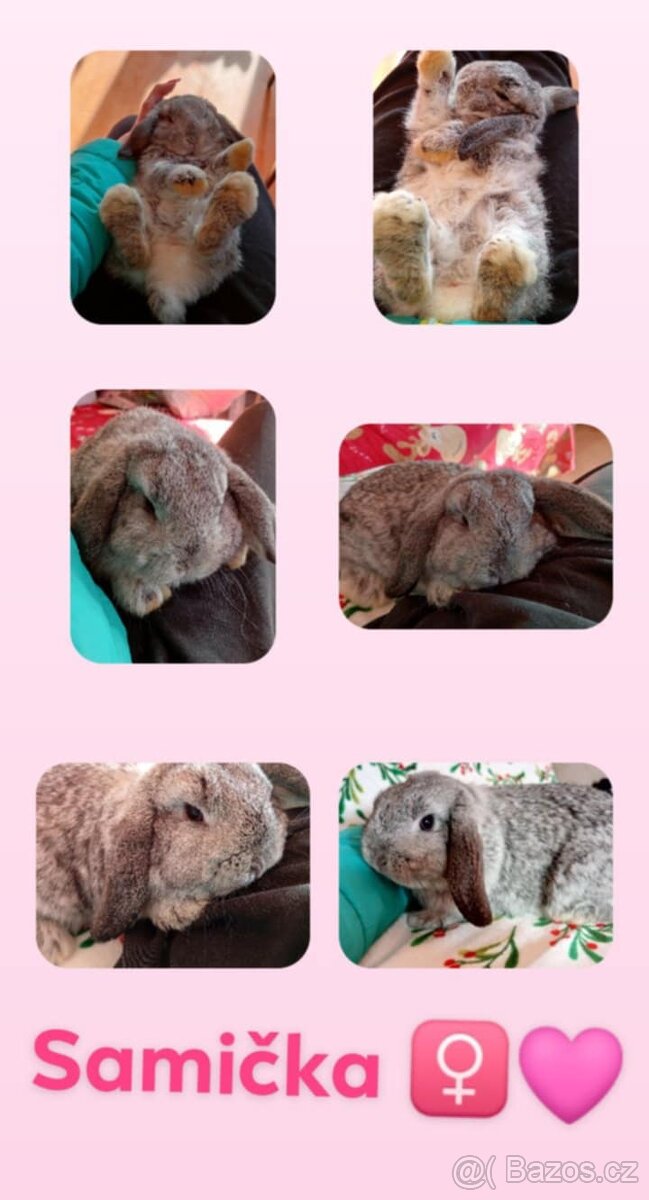 Samička Zakrslý Beránek MiniLop ❤️ - 13