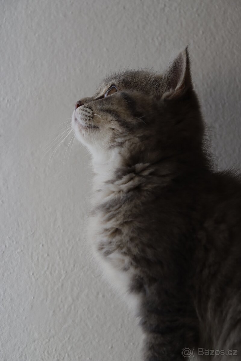 Britská modrá krátkosrstá kočka koťátko - 13