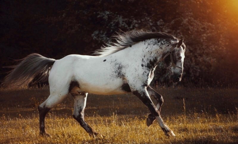 Appaloosa žrebec - 13