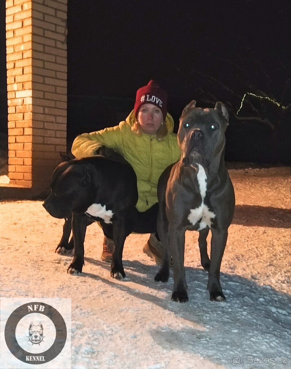 Štěňata American Bully xxl - Bloodline DDK9 - 13