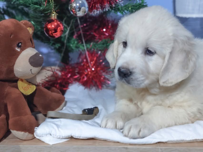 Zlatý retrívr - 13