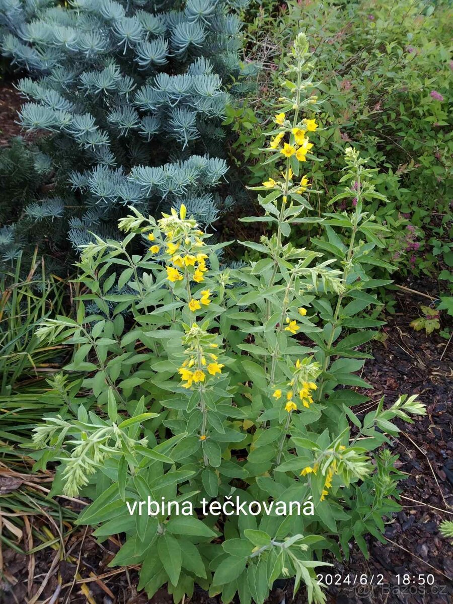 Keře, stromy, trvalky - 13