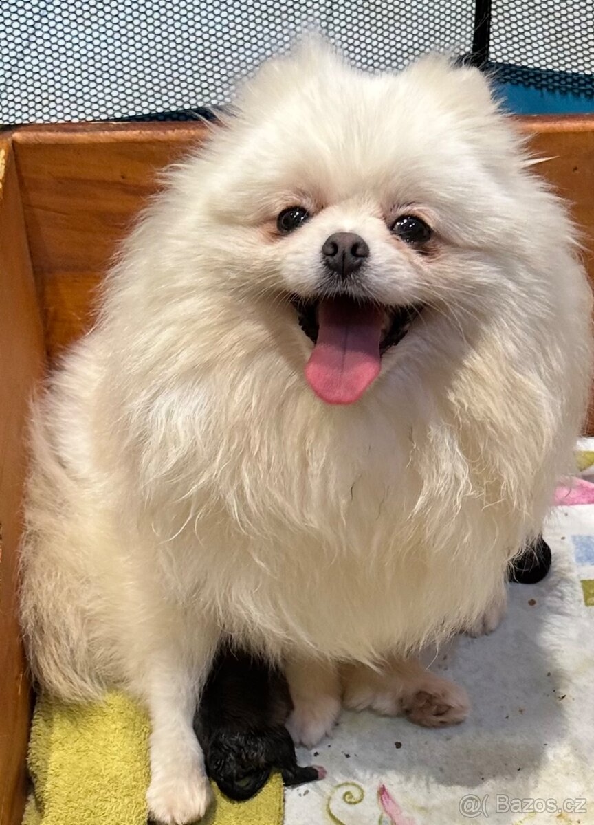 Pomeranian s pp FCI - 13