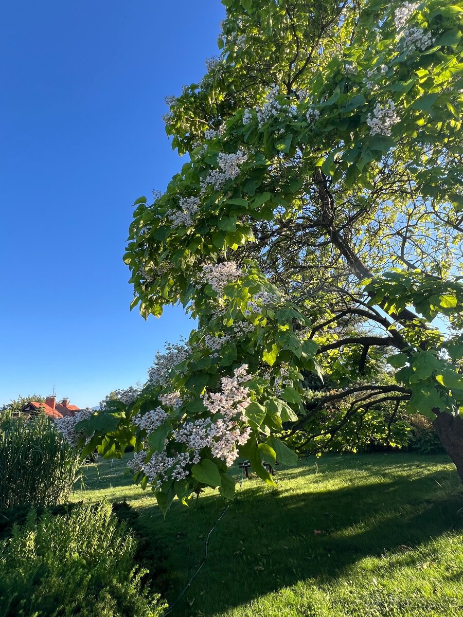 Rostlinky KATALPA královská - 13