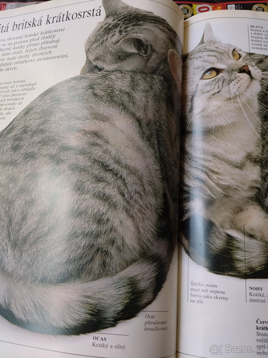 Velká kniha o kočkách - 13