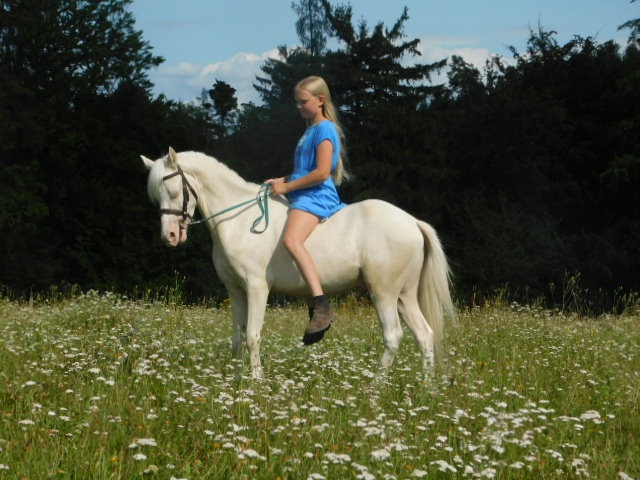 valach pony - 13