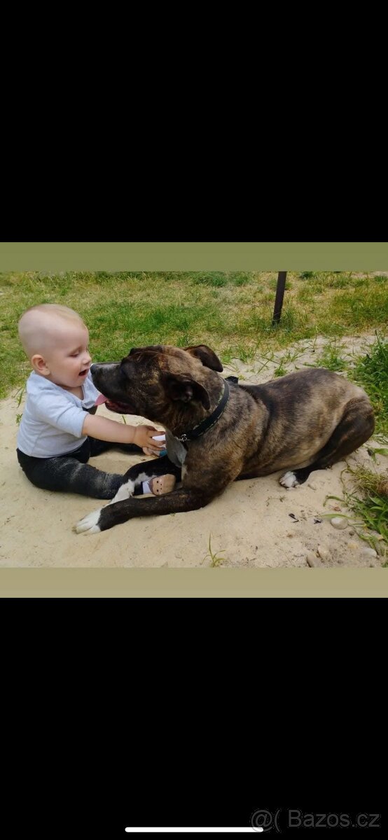 Americký stafordsirsky terier, Stafford, amstaf - 13