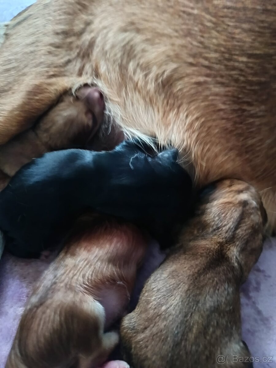 Krásná křížená štěňátka - 13