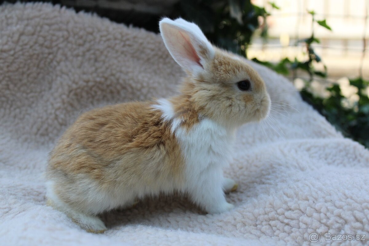 Zakrslý beran – mláďata k rezervaci.🐇🐰 - 13
