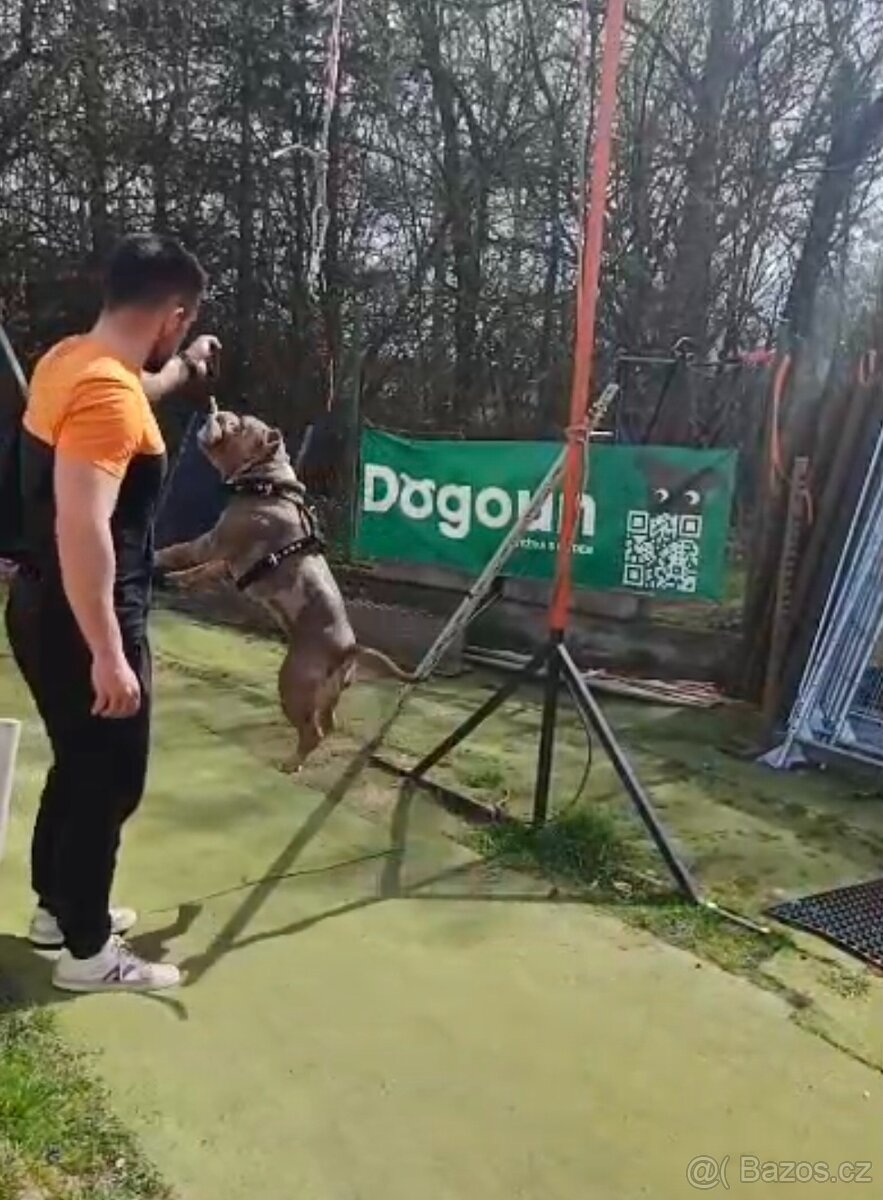 American bully pocket exotic-krytí - 13