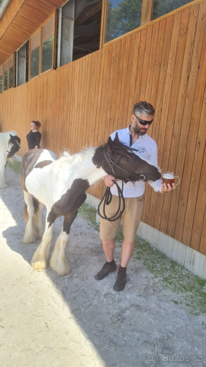 Prodej Irského Coba - 13