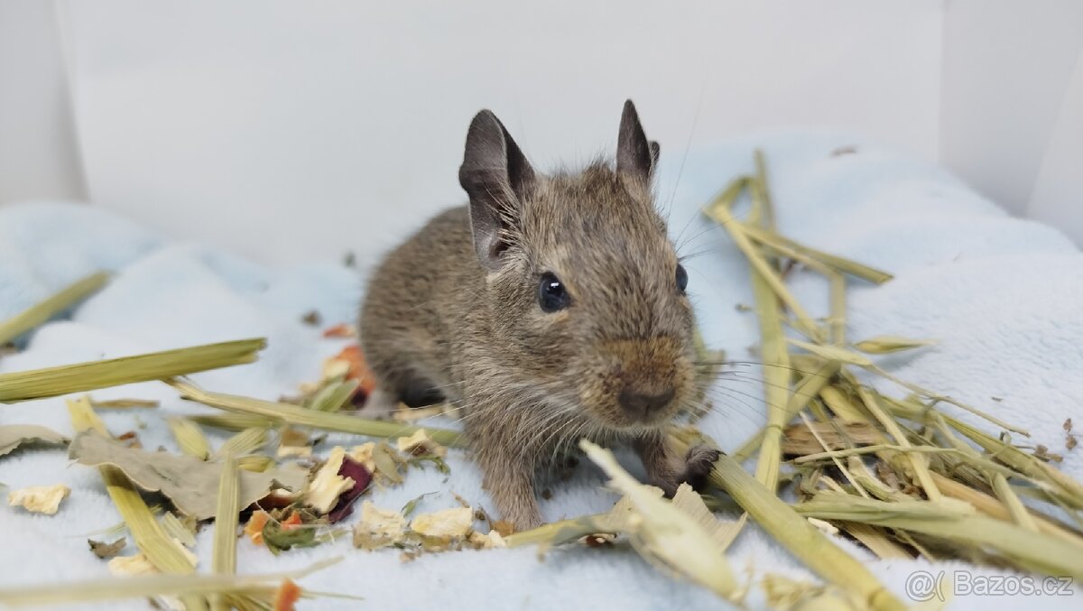 Osmák degu, Osmáci- SAMEČEK - 13
