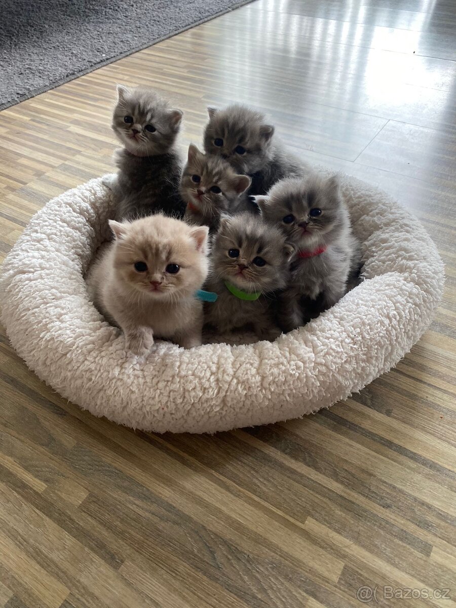 Britský kocourek ke krytí - 13