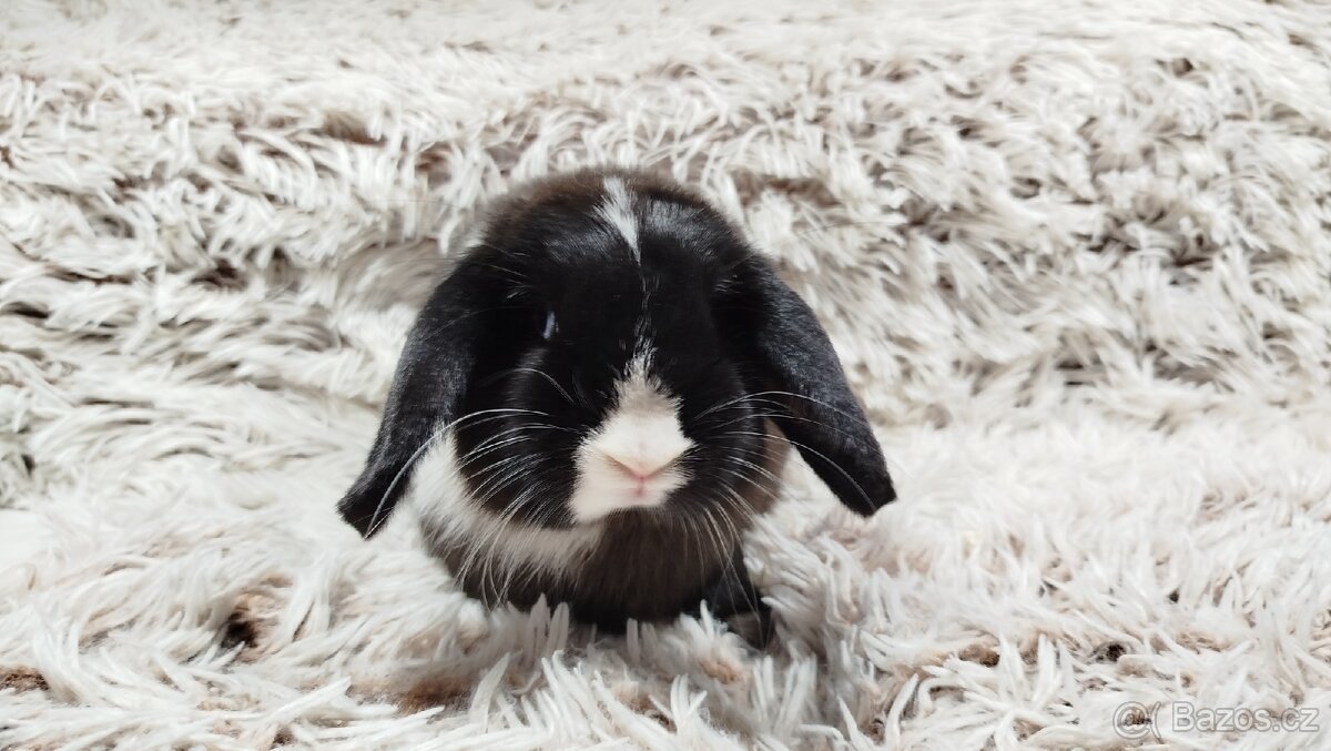 Zakrslý beránek, králíček, králík - 13