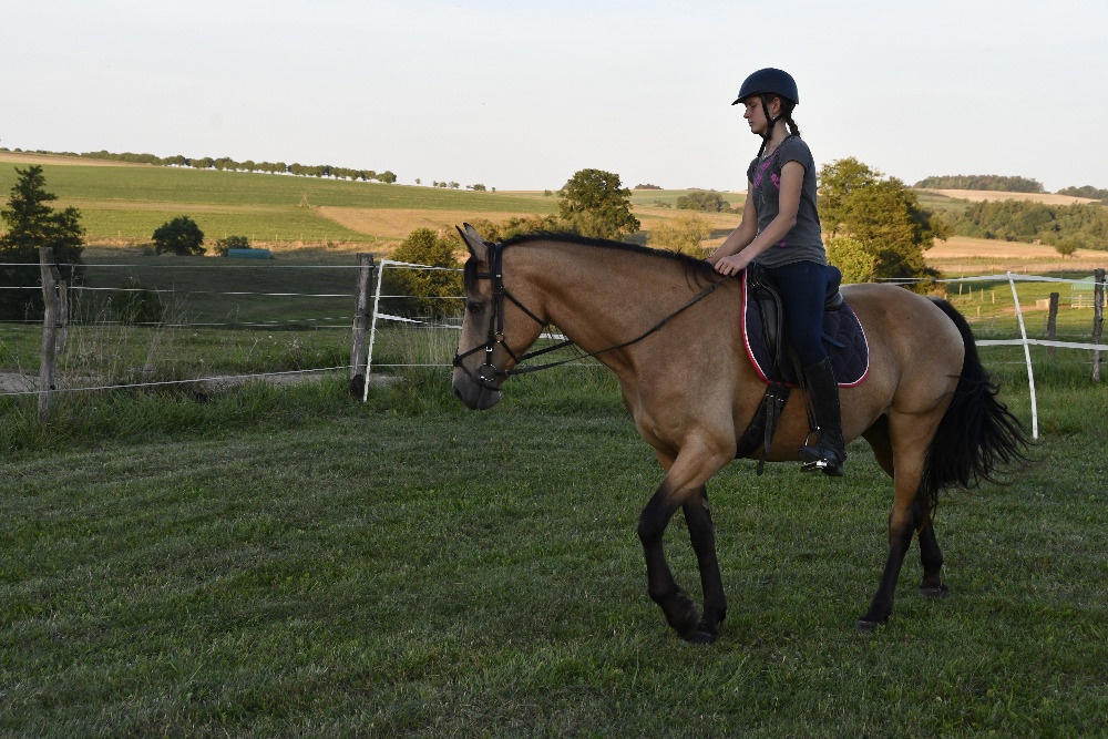 11letá klisna v typu Welsh Part-Bred (WPB) - 13