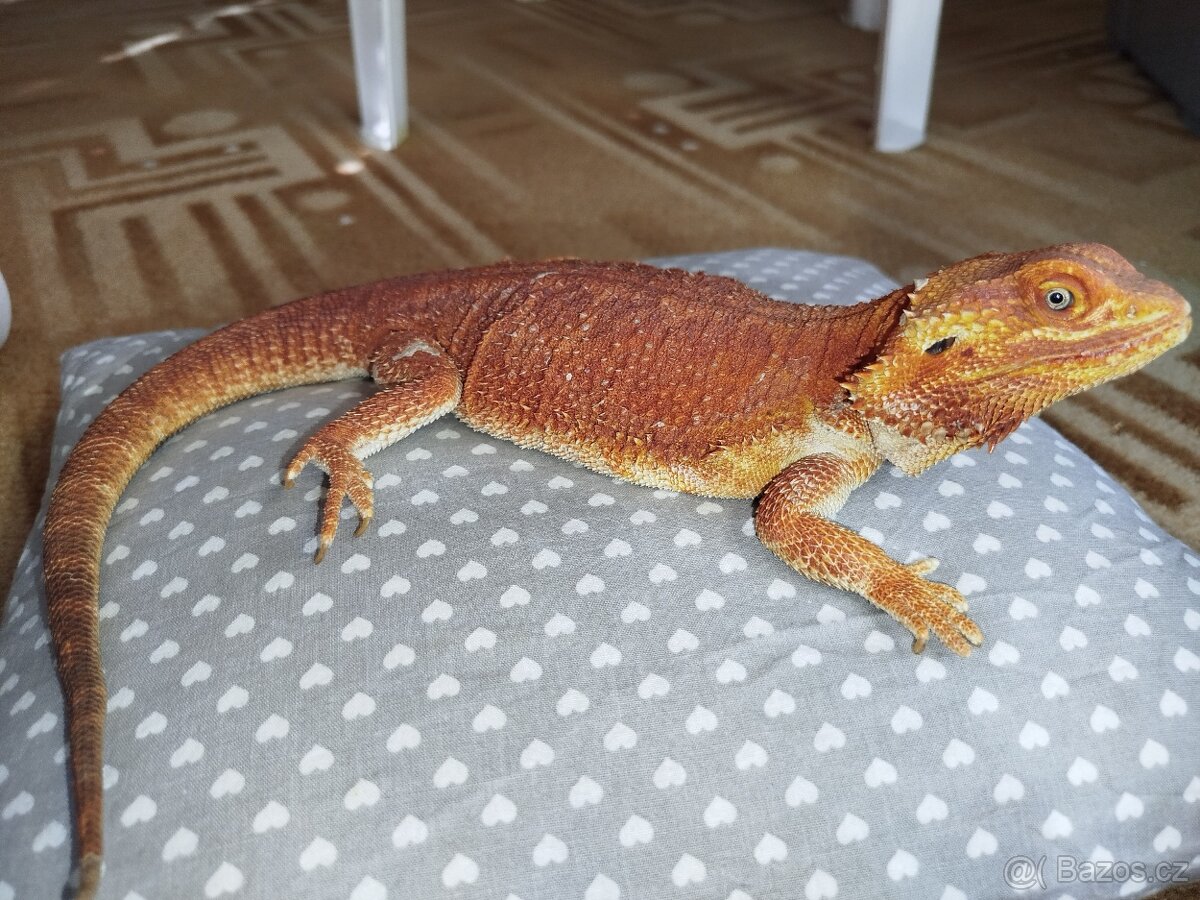 Mláďata agamy vousaté - 13