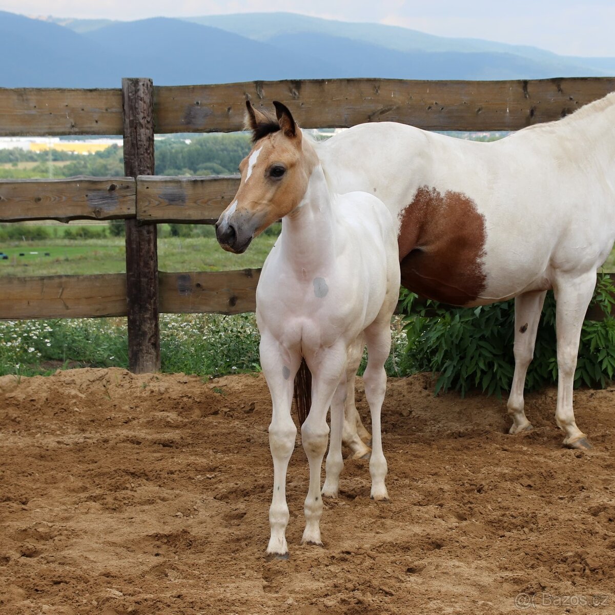 Paint horse 2 letá klisnička - 13