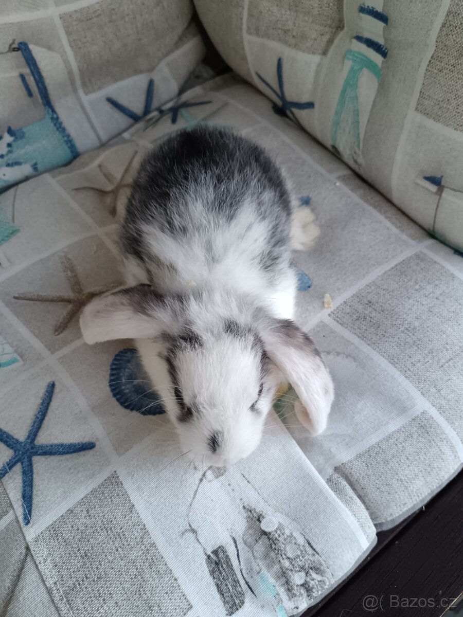 Zakrslý králík Beránek - 13