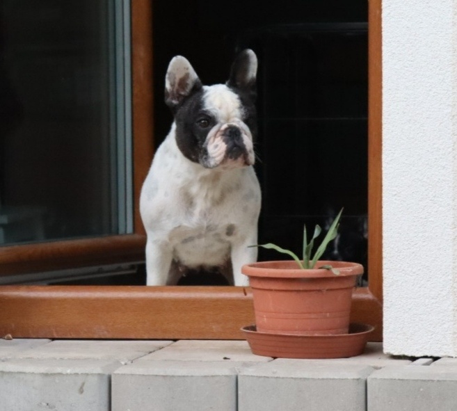 Francouzský buldoček s PP - 13