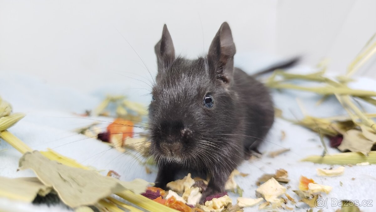 Osmák degu, Osmáci - SAMIČKY - 13
