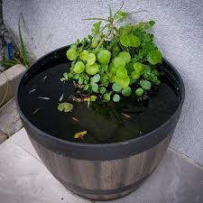 Medaka japonská,Oryzias latipes, Rýžová ryba - 13