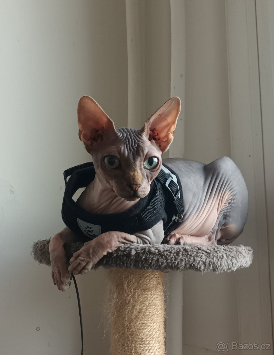 Kanadský sphynx bez PP - kluk - 13